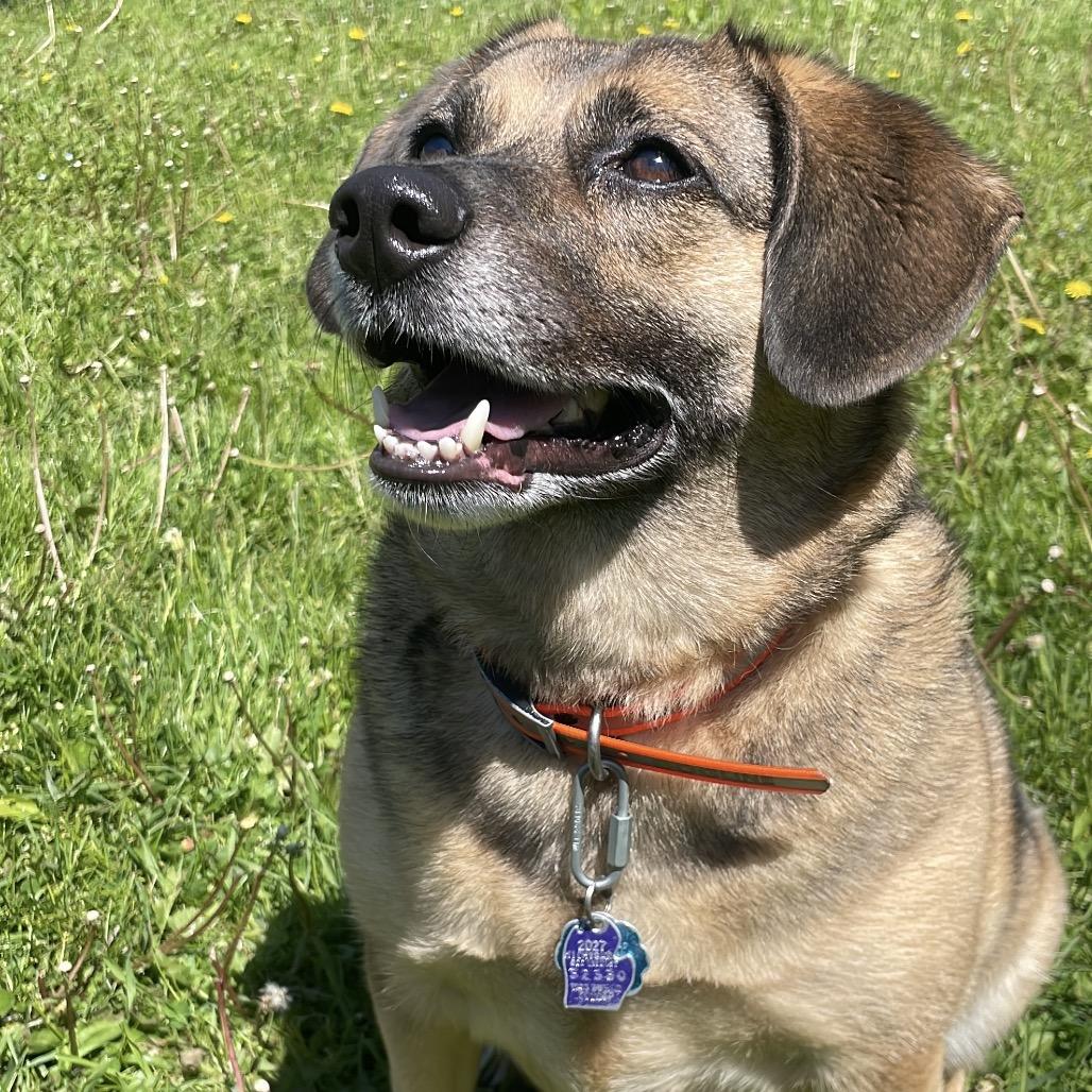 Astrid, a Adoptable mixed breed in South Haven, MI image 2/6