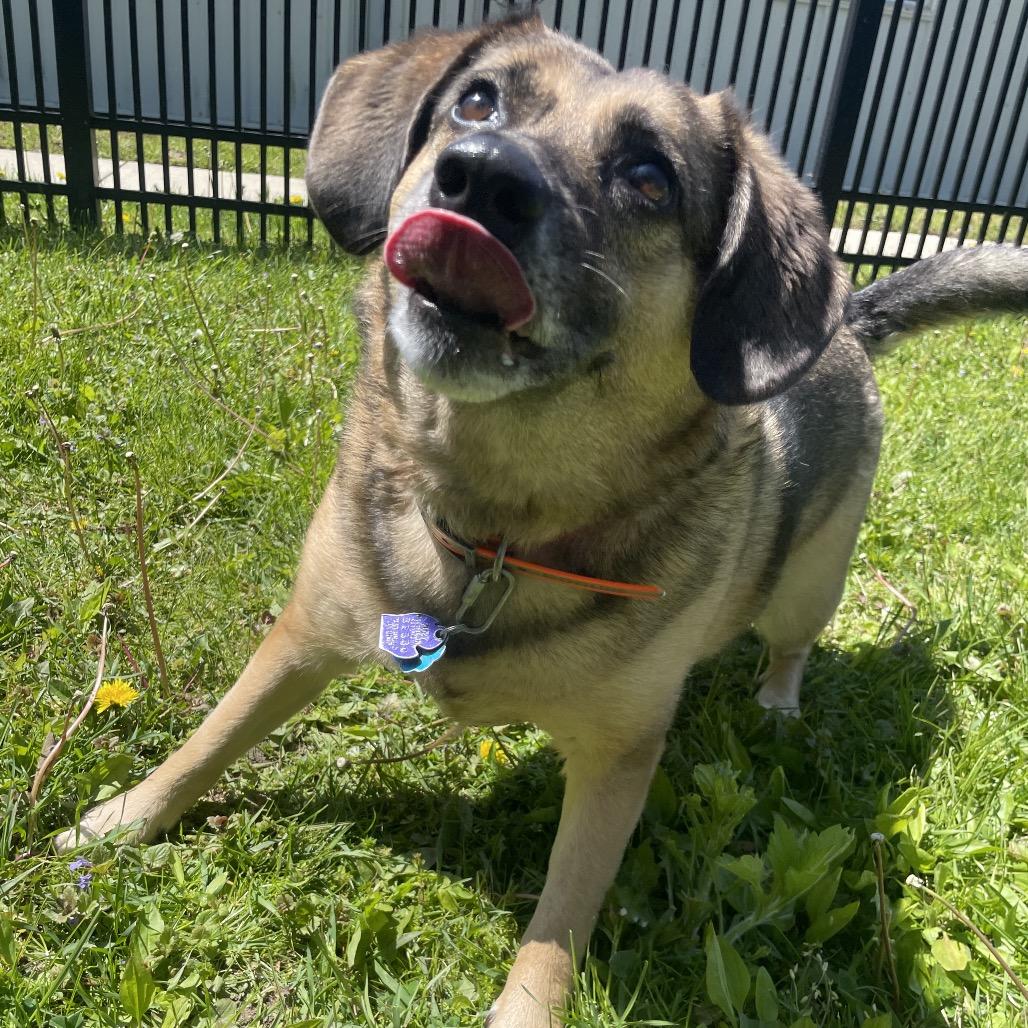 Astrid, a Adoptable mixed breed in South Haven, MI image 3/6