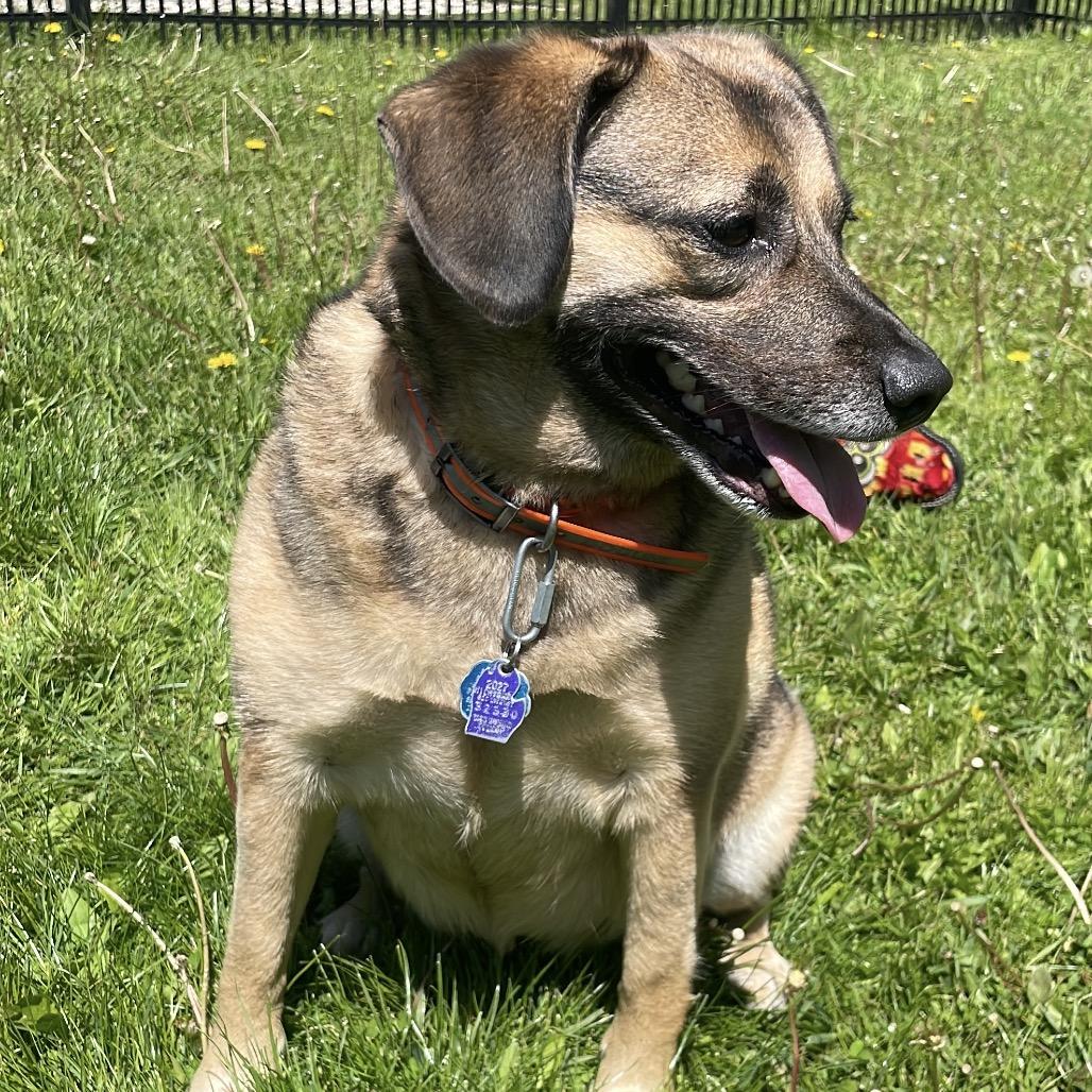 Astrid, a Adoptable mixed breed in South Haven, MI image 4/6