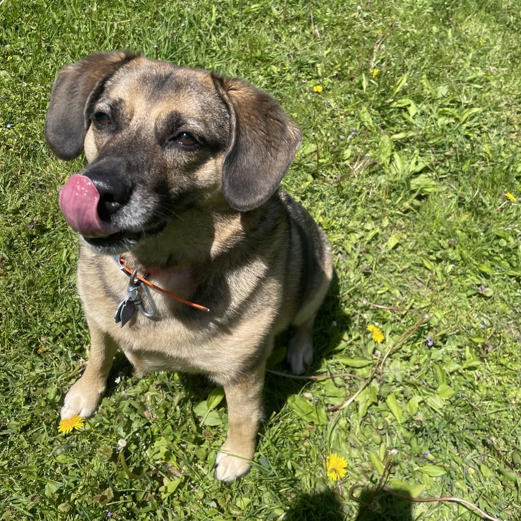 Astrid, a Adoptable mixed breed in South Haven, MI image 5/6