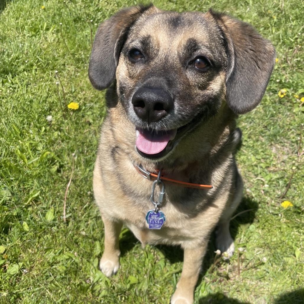 Astrid, a Adoptable mixed breed in South Haven, MI image 6/6