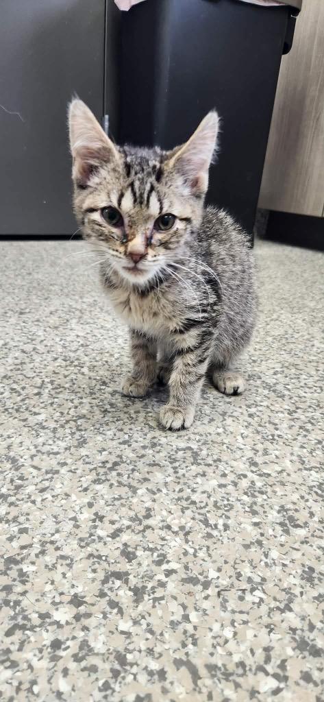 Enlarge Lord Cowpur, a Adoptable mixed breed in Van Wert, OH image 1/1