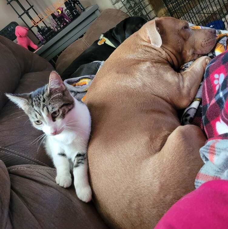 Chuckie Finster, a Adopted Domestic Short Hair in Canal Winchester, OH image 1/4