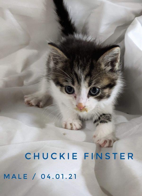 Chuckie Finster, a Adopted Domestic Short Hair in Canal Winchester, OH image 2/4