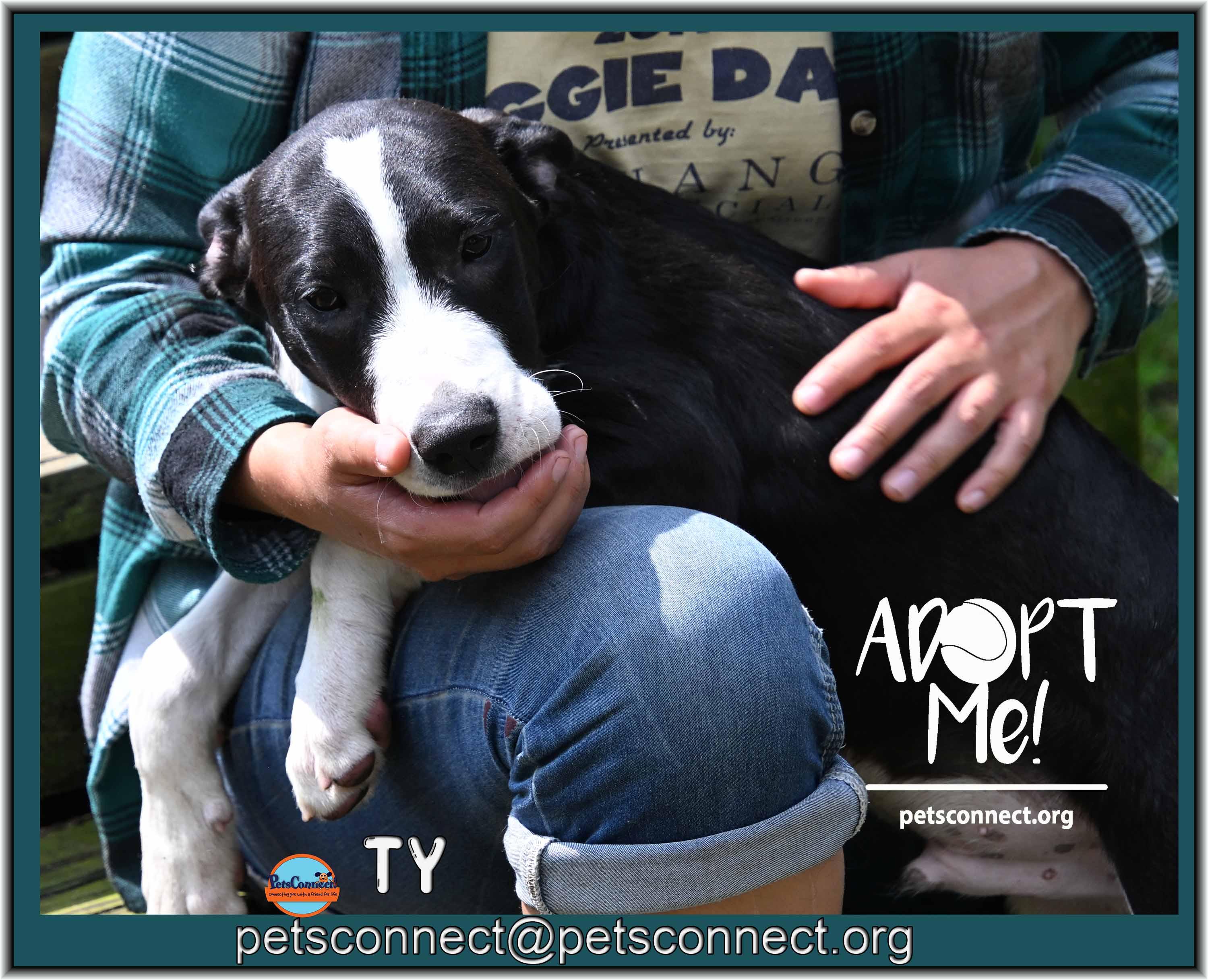 Enlarge Ty, a ADOPTABLE mixed breed in South Bend, IN image 2/5