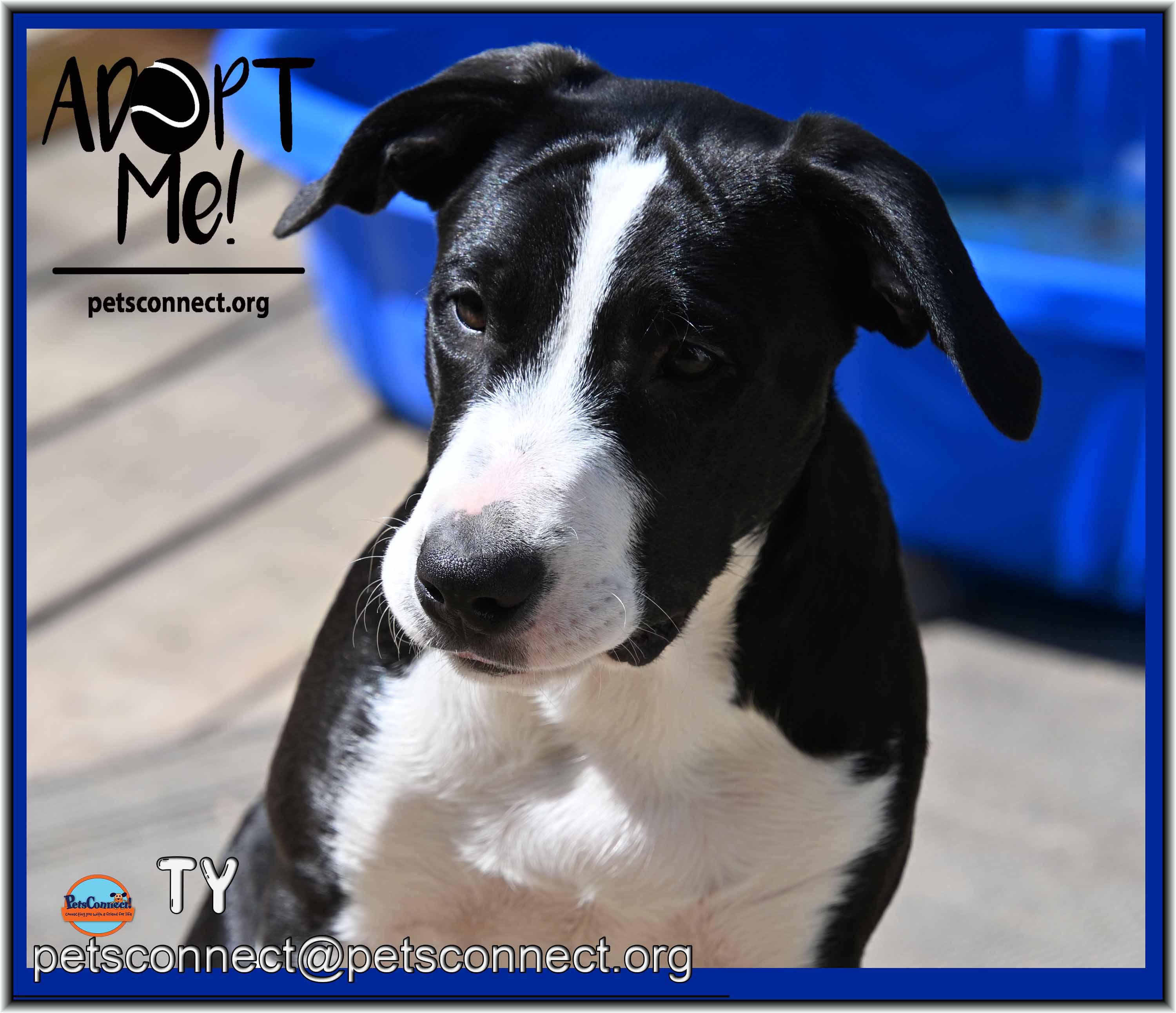 Ty, ADOPTABLE, Puppy Male Labrador Retriever & Border Collie.