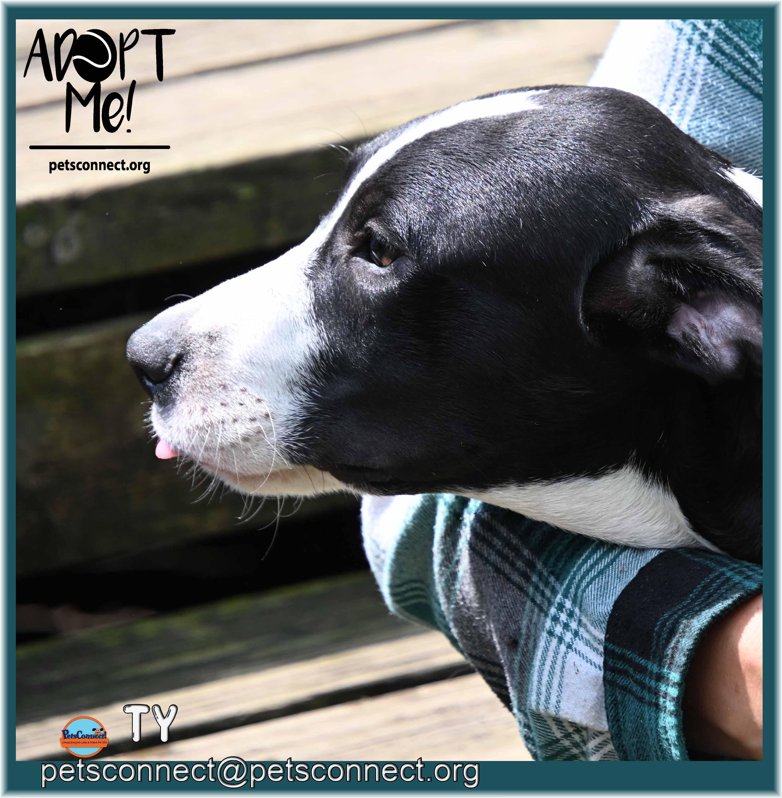 Enlarge Ty, a ADOPTABLE mixed breed in South Bend, IN image 3/5