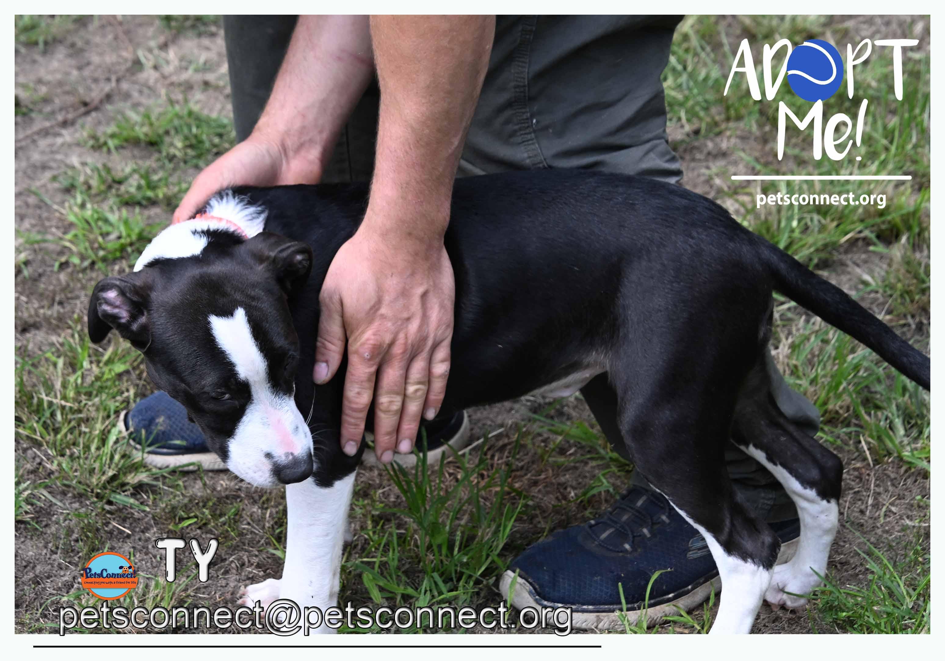 Enlarge Ty, a ADOPTABLE mixed breed in South Bend, IN image 5/5