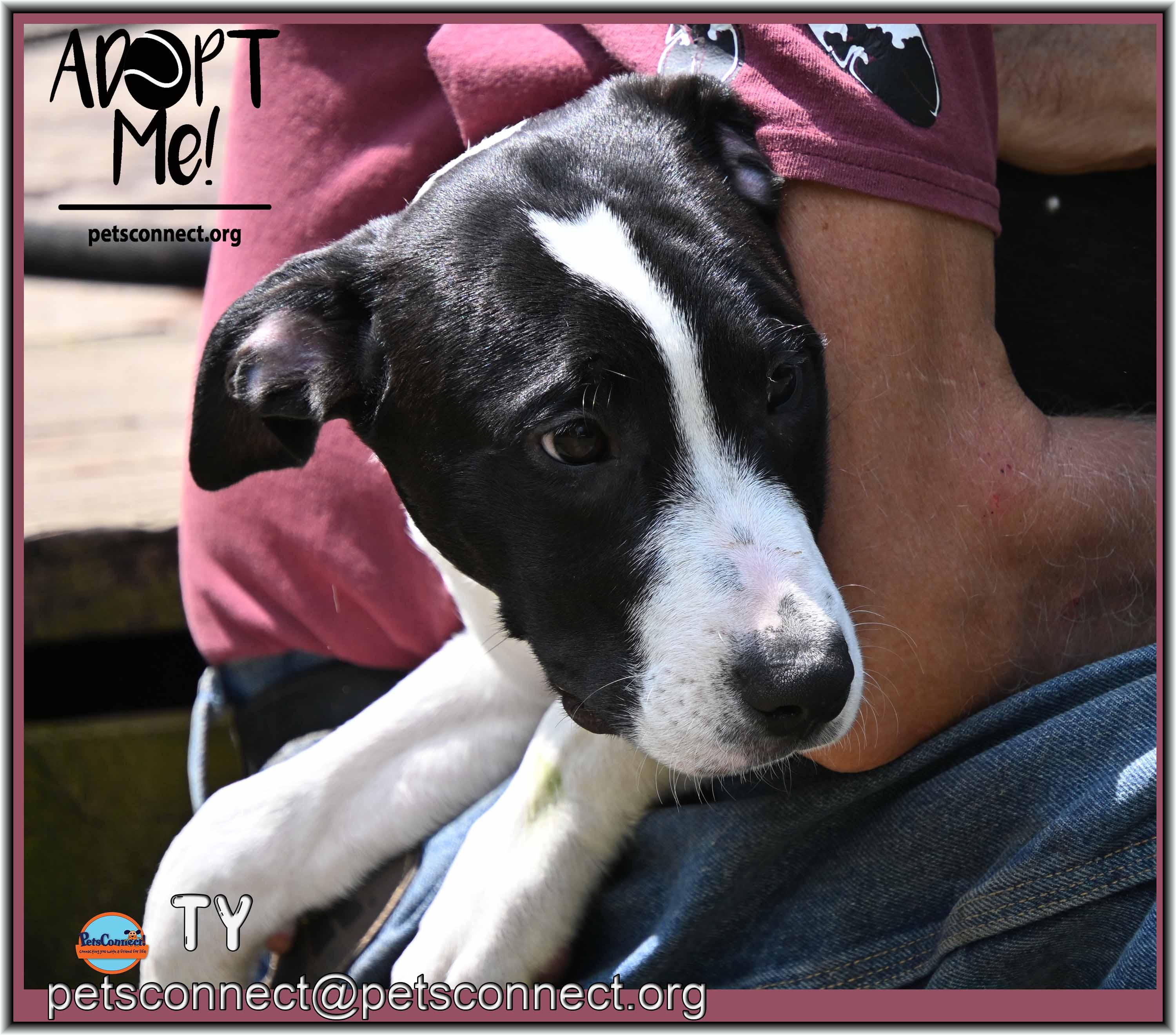 Enlarge Ty, a ADOPTABLE mixed breed in South Bend, IN image 4/5