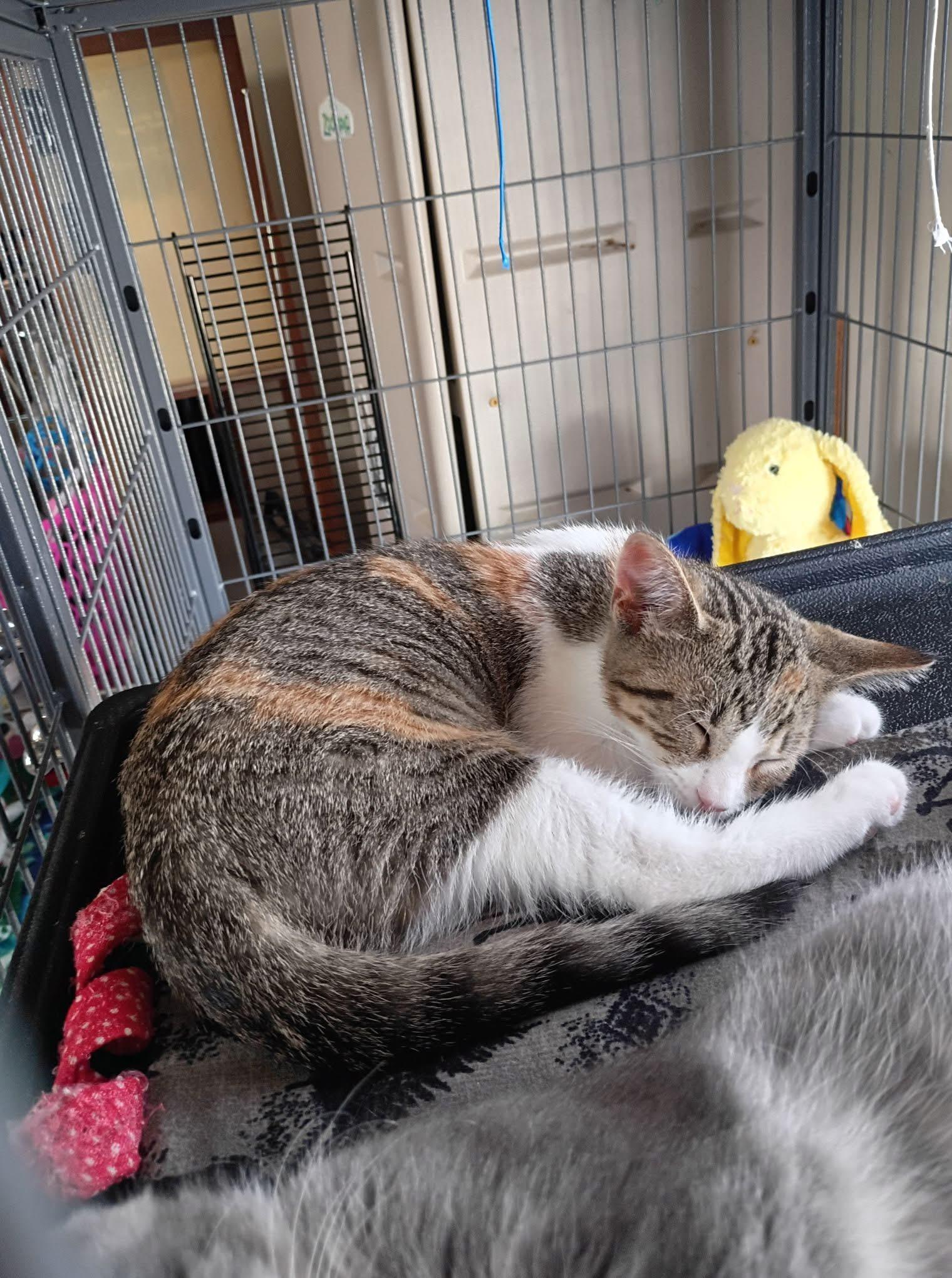 Betty Boop, an adopted Torbie in Saginaw, MI image 2/3