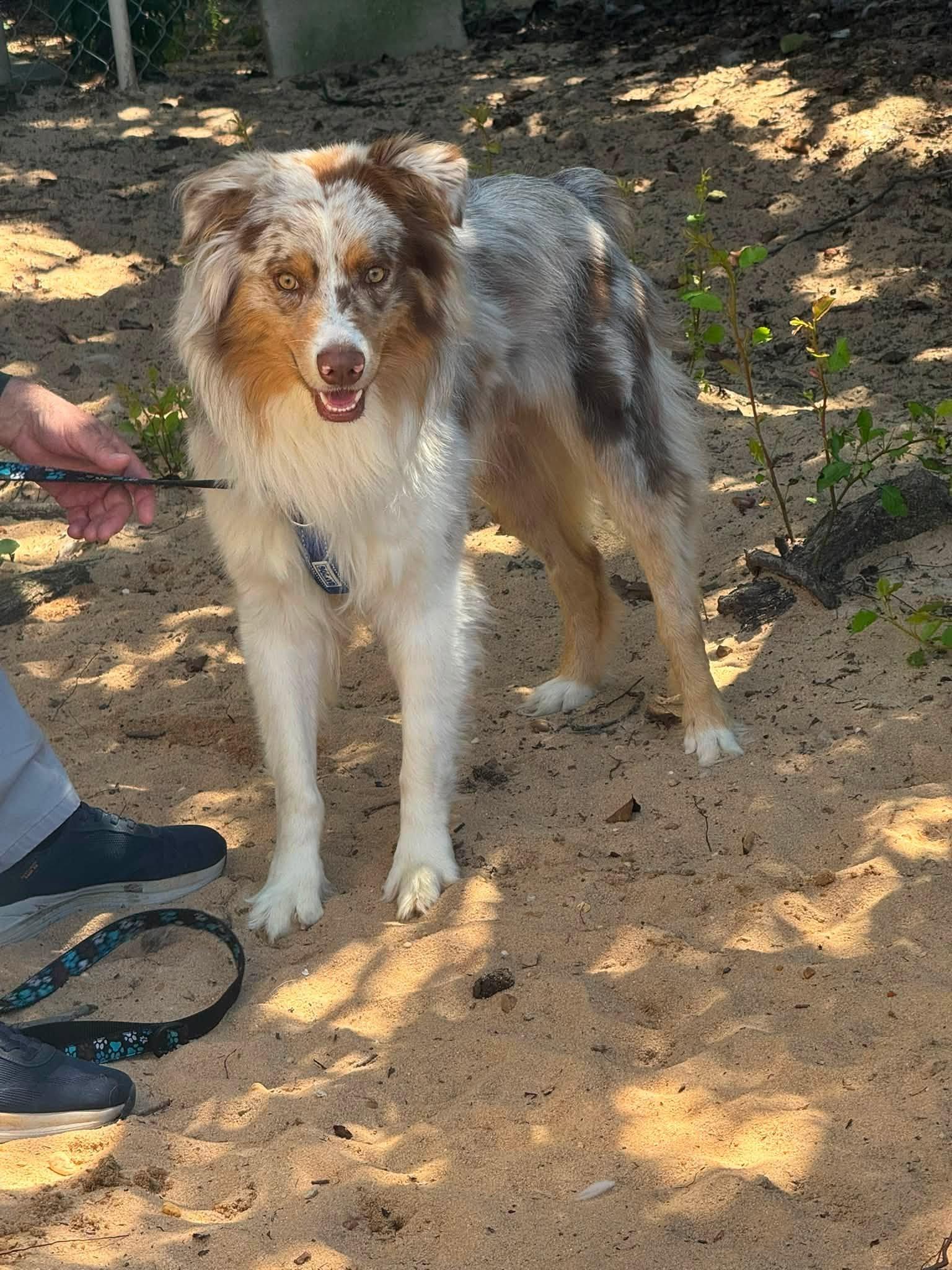 Maverick, ADOPTABLE, Young Male Australian Shepherd.