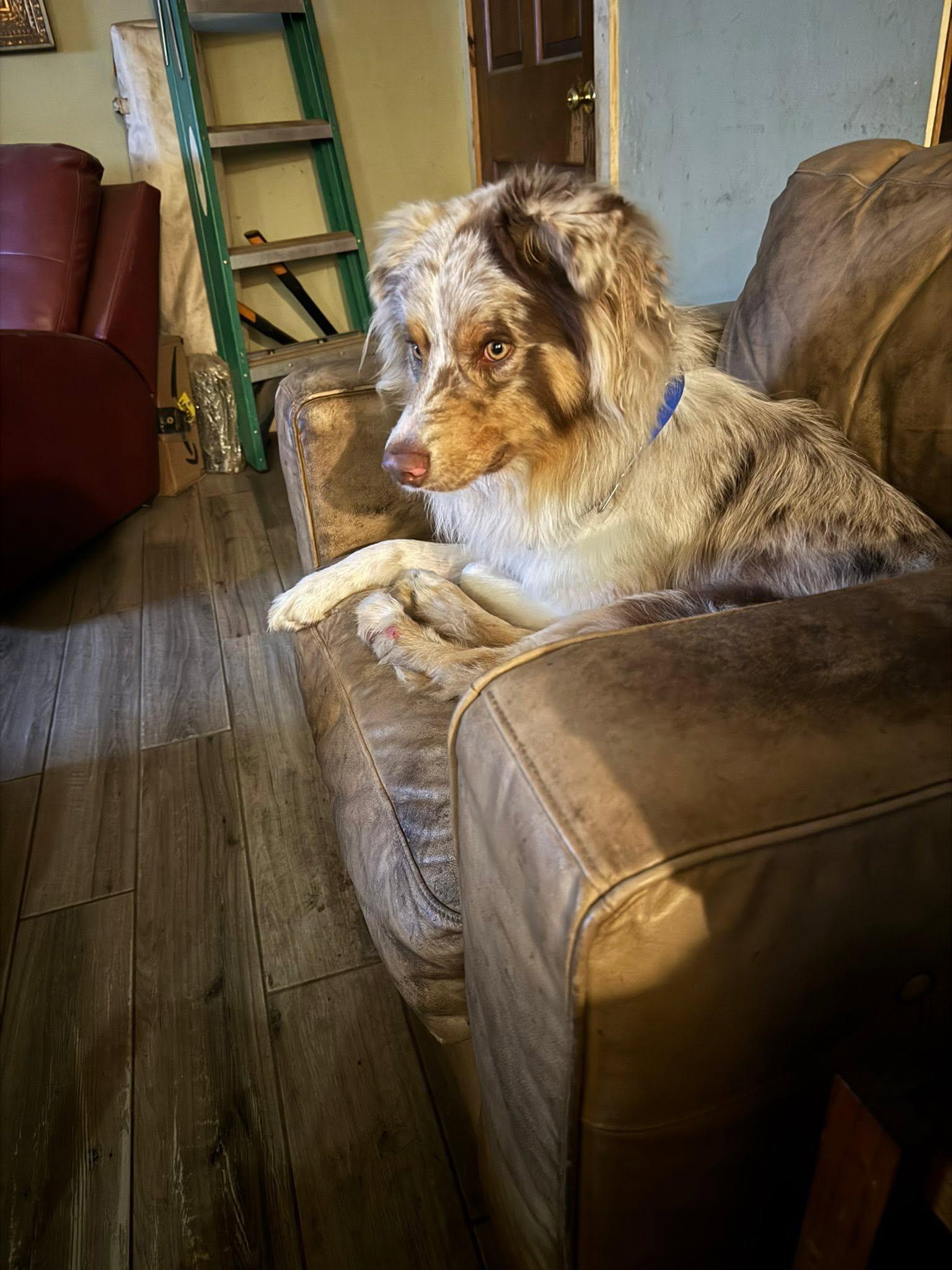 Maverick, a ADOPTABLE Australian Shepherd in Navarre, FL image 2/2