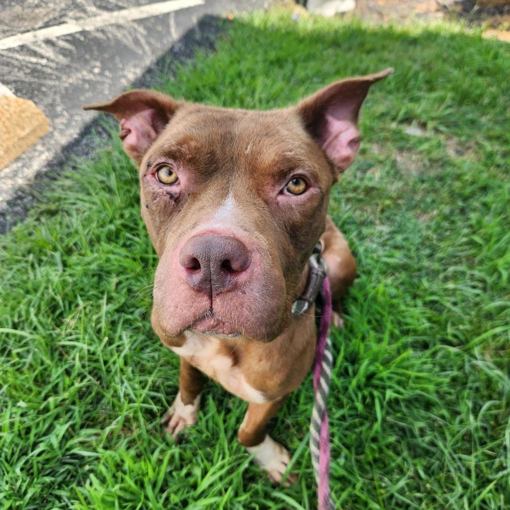 Ozzey, Adoptable, Adult Male Terrier.