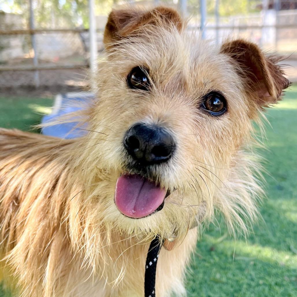 Nina, Adoptable, Adult Female Terrier.