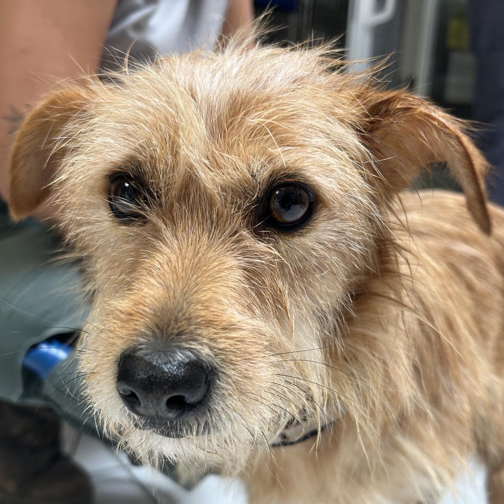 Enlarge Nina, a Adoptable Terrier in Ojai, CA image 2/3