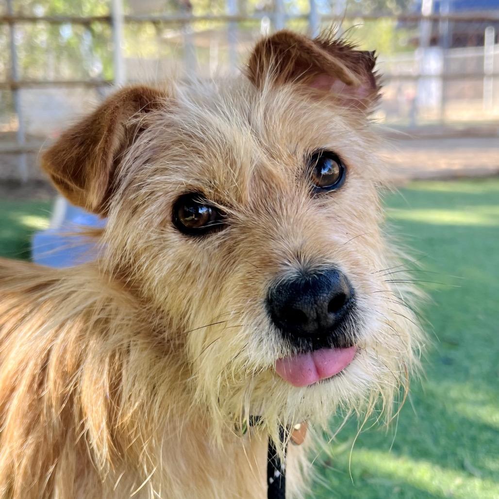 Enlarge Nina, a Adoptable Terrier in Ojai, CA image 3/3