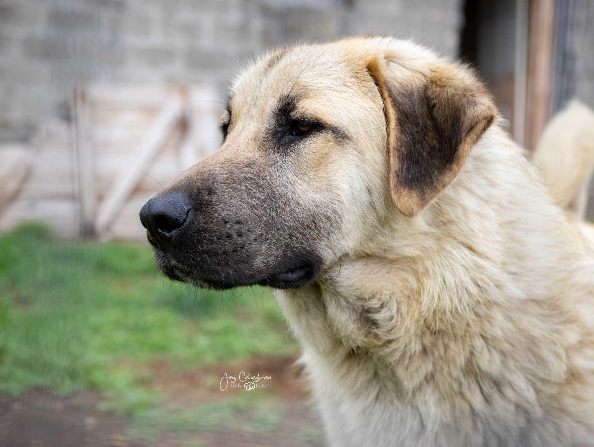 Kovu, Adoptable, Young Male Turkish Kangal.