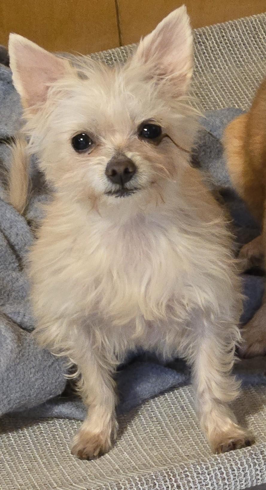 Sophie, ADOPTABLE, Adult Female Yorkshire Terrier & Chihuahua.