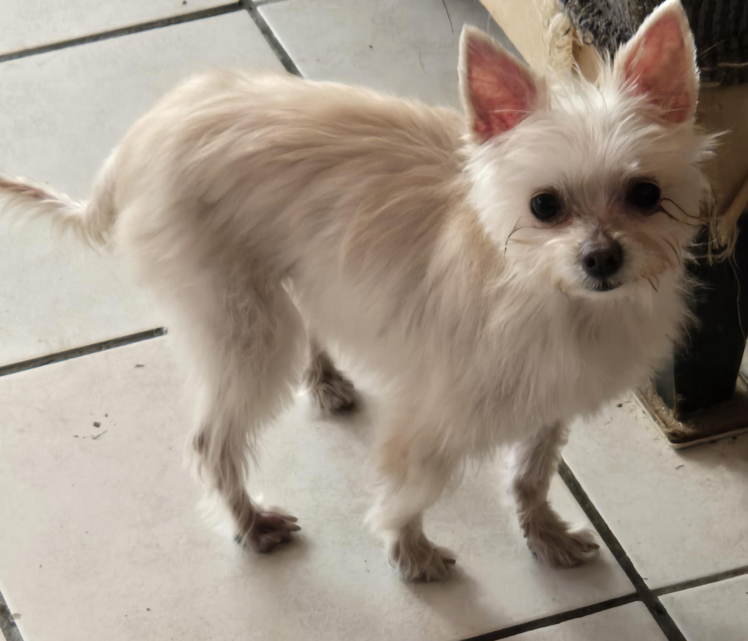 Enlarge Sophie, a ADOPTABLE mixed breed in North Augusta, SC image 2/3