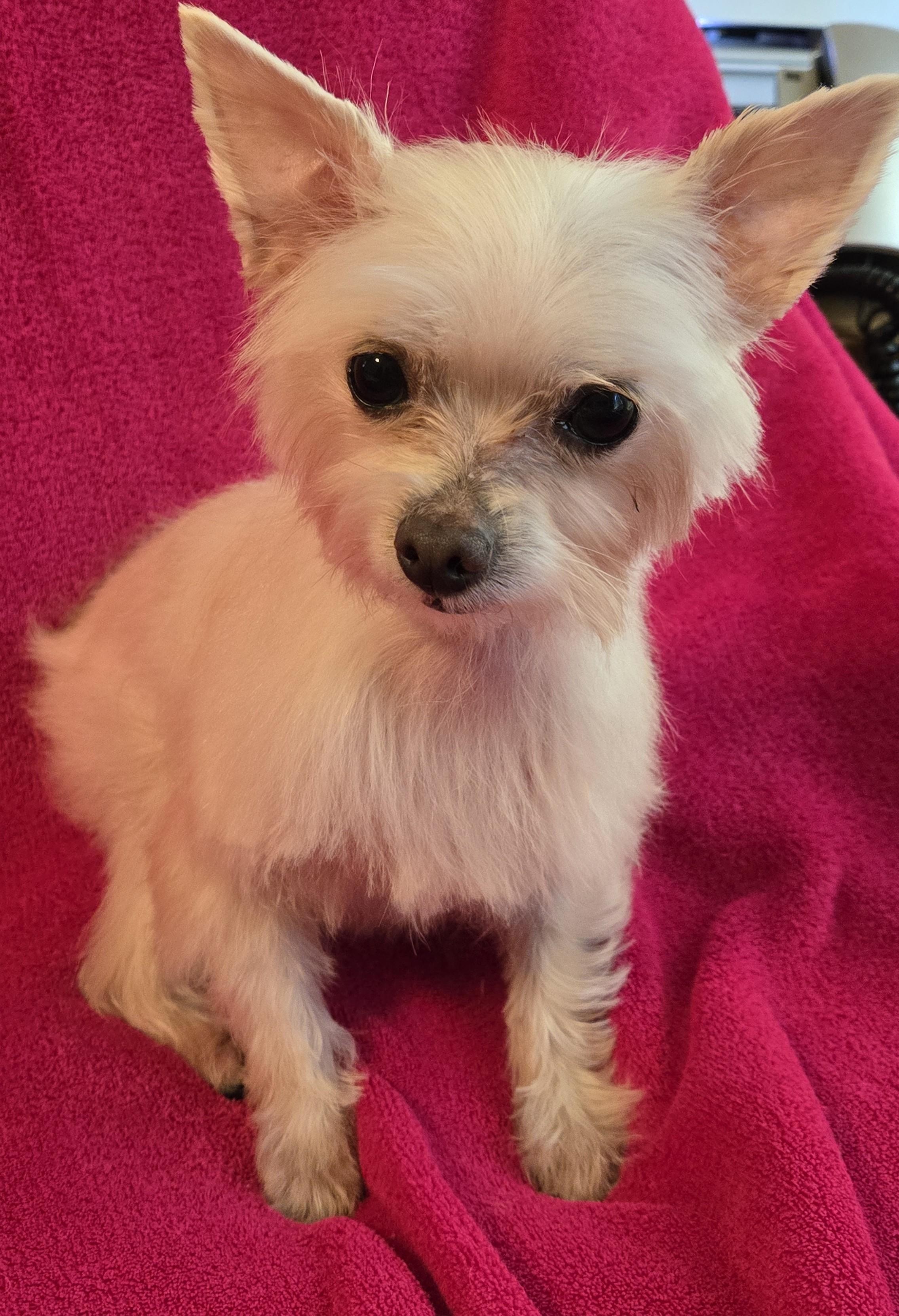 Enlarge Sophie, a ADOPTABLE mixed breed in North Augusta, SC image 3/3