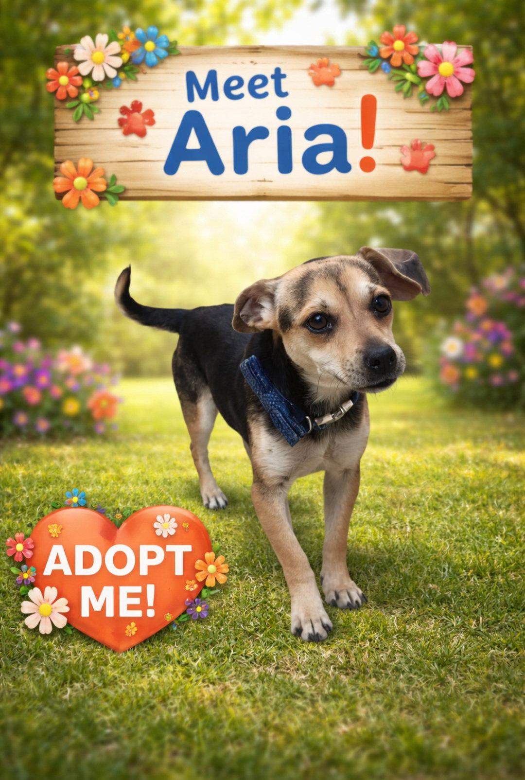 Aria Love, Adoptable, Puppy Female Beagle.