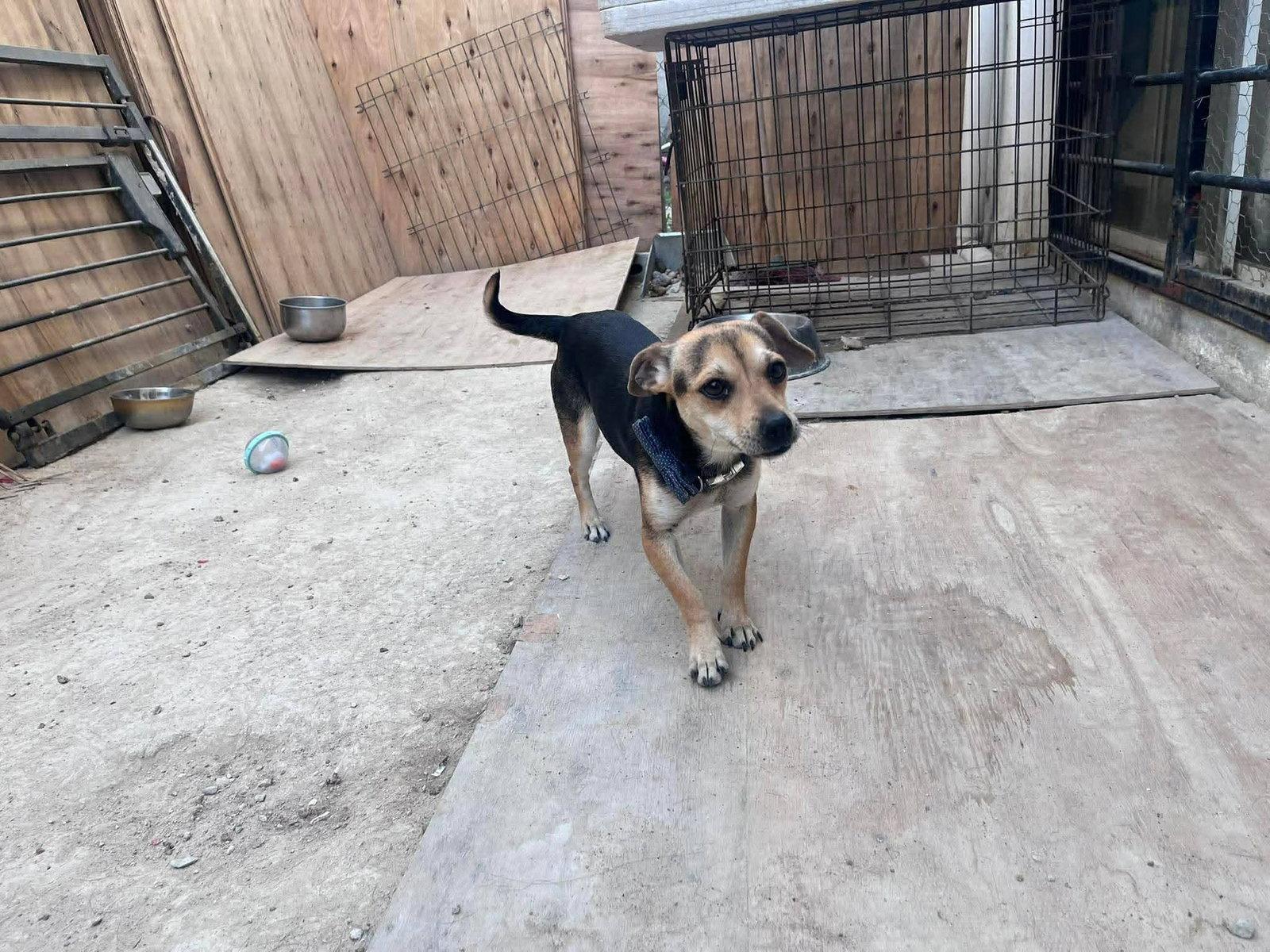 Enlarge Aria Love, a Adoptable Beagle in Escondido, CA image 2/2
