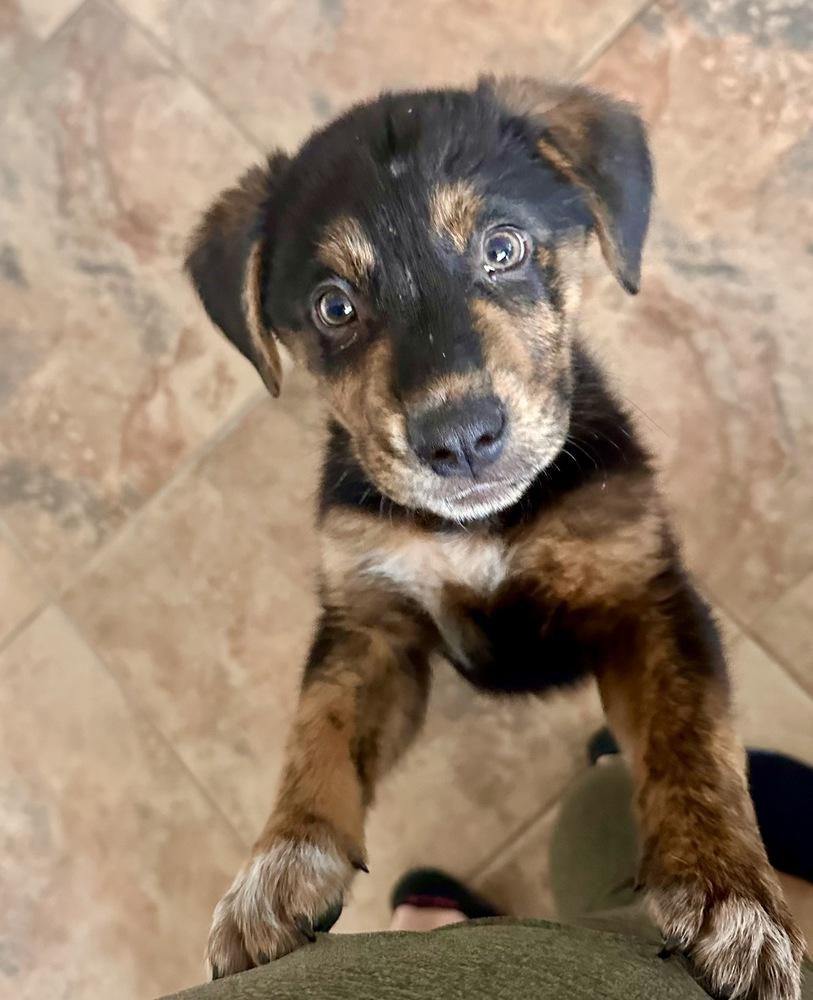 Ross, Adoptable, Puppy Male Australian Shepherd & Border Collie.