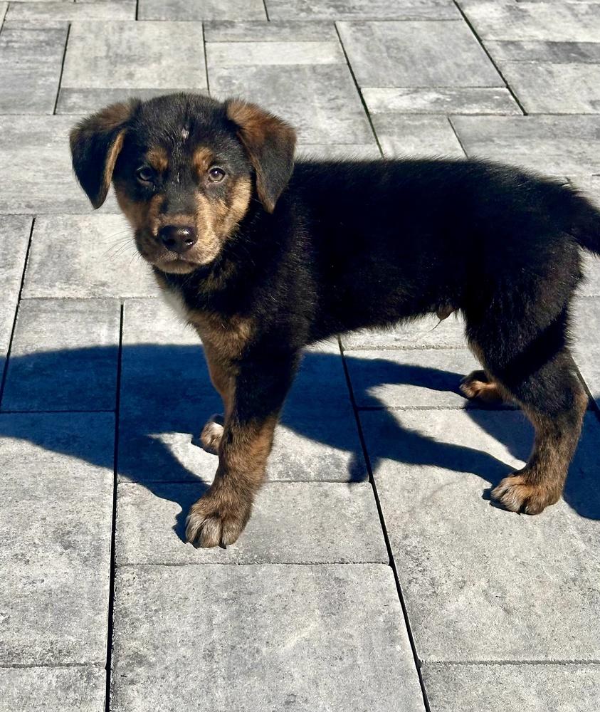 Enlarge Ross, a Adoptable mixed breed in Greenlawn, NY image 2/6