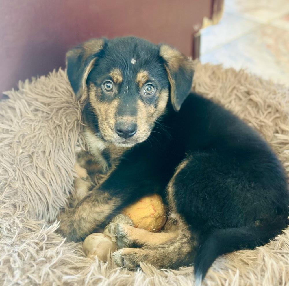 Enlarge Ross, a Adoptable mixed breed in Greenlawn, NY image 3/6