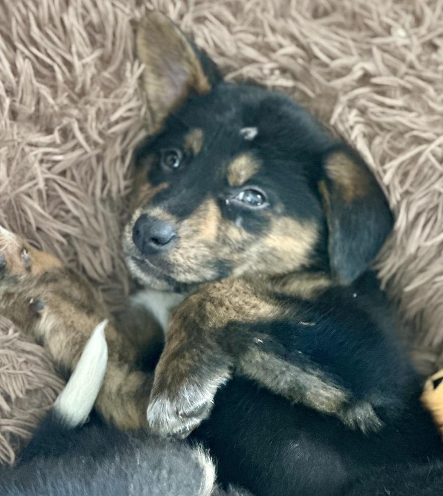 Enlarge Ross, a Adoptable mixed breed in Greenlawn, NY image 4/6