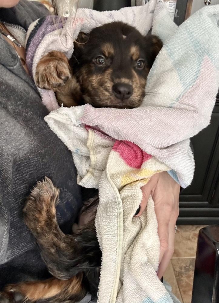 Enlarge Ross, a Adoptable mixed breed in Greenlawn, NY image 5/6