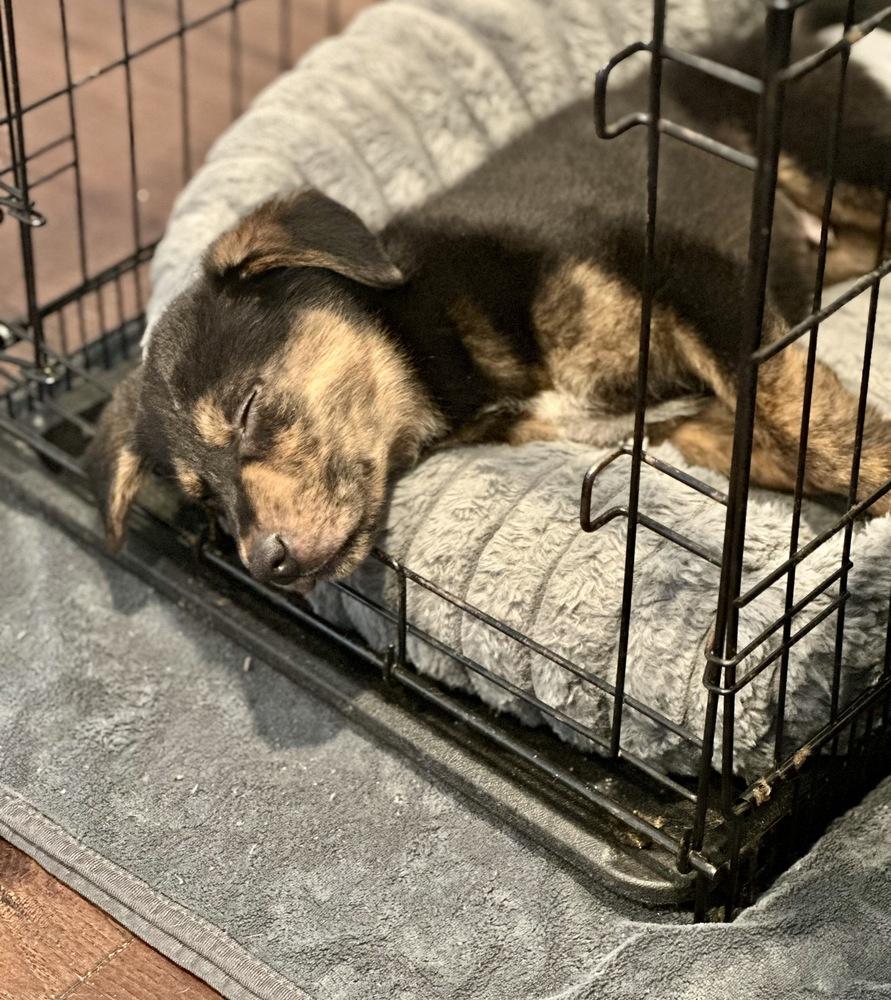 Enlarge Ross, a Adoptable mixed breed in Greenlawn, NY image 6/6