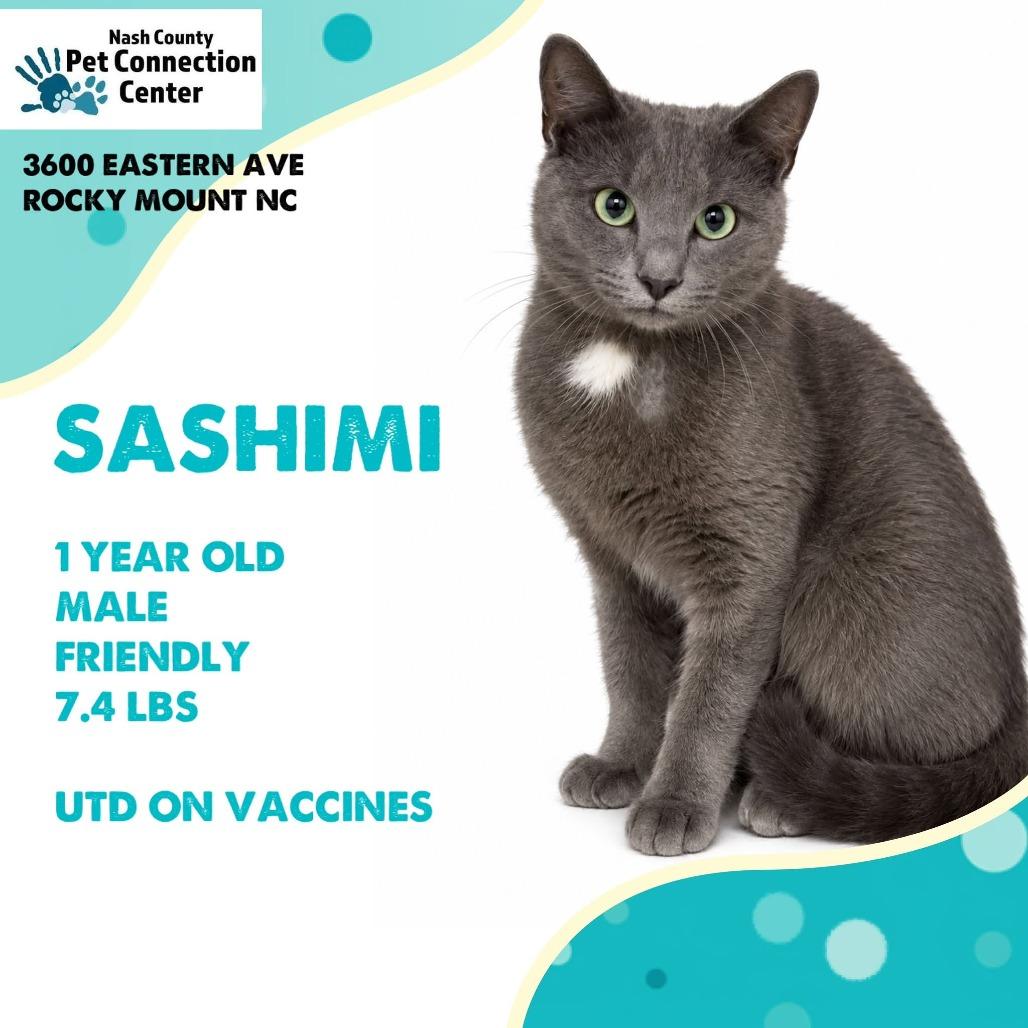 SASHIMI Available NOW - ADOPTION or RESCUE!, Adoptable, Young Male Russian Blue.
