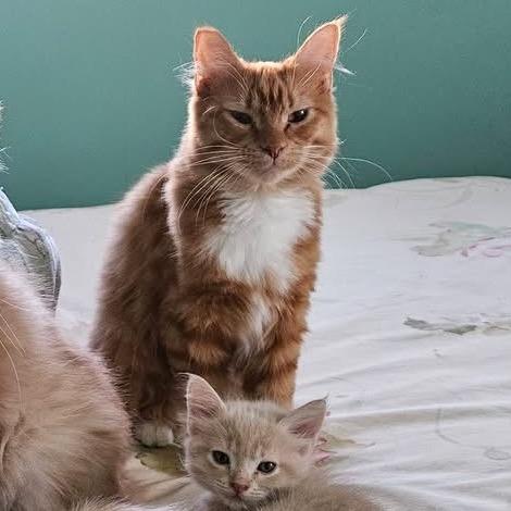 Lucy, Adoptable, Adult Female Domestic Medium Hair.