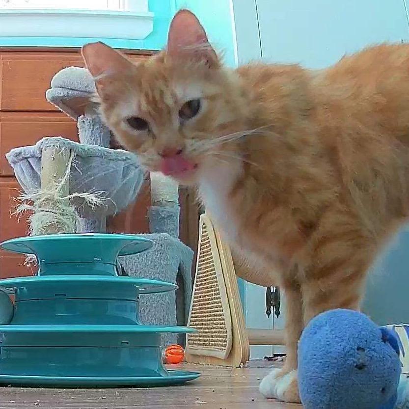 Enlarge Lucy, a Adoptable Domestic Medium Hair in Baker City, OR image 1/1