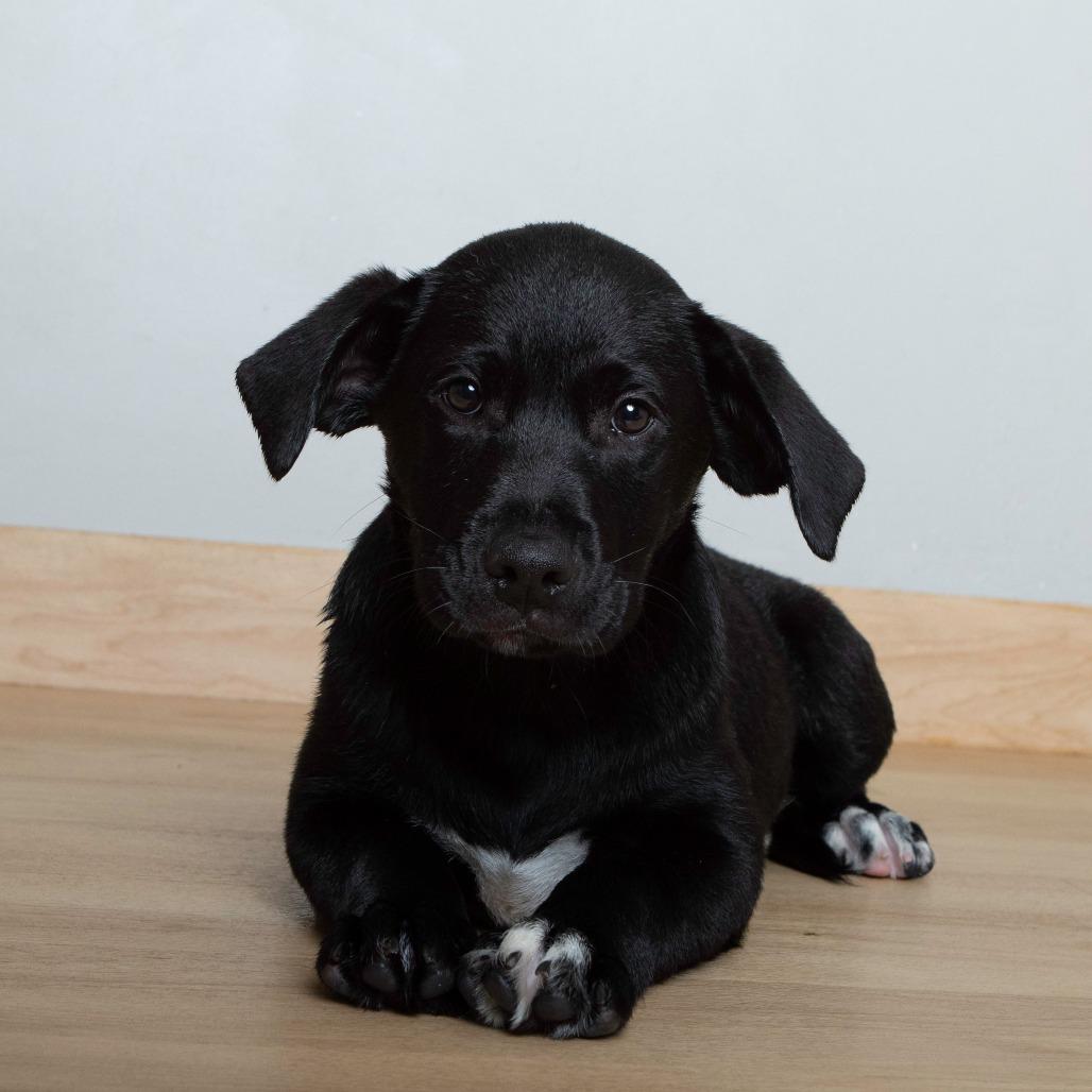 Willy D67240, a Adoptable mixed breed in Minnetonka, MN image 1/5