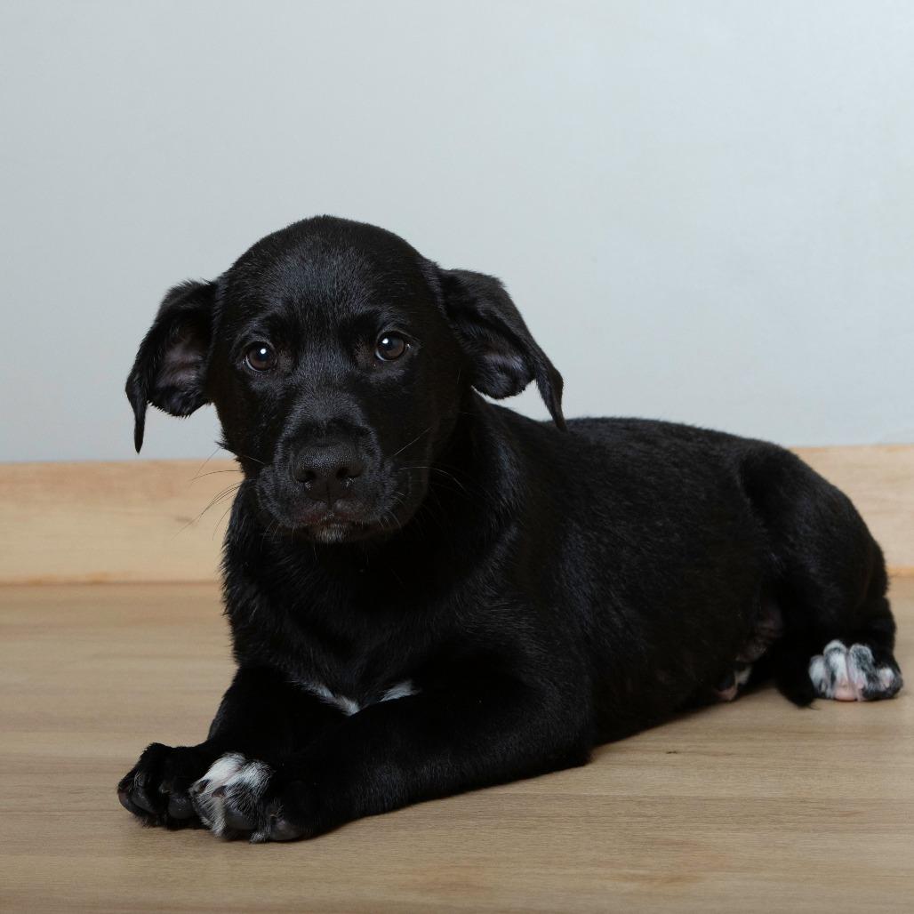 Willy D67240, a Adoptable mixed breed in Minnetonka, MN image 2/5