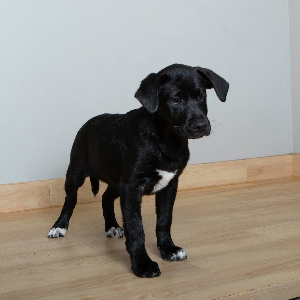Willy D67240, a Adoptable mixed breed in Minnetonka, MN image 3/5