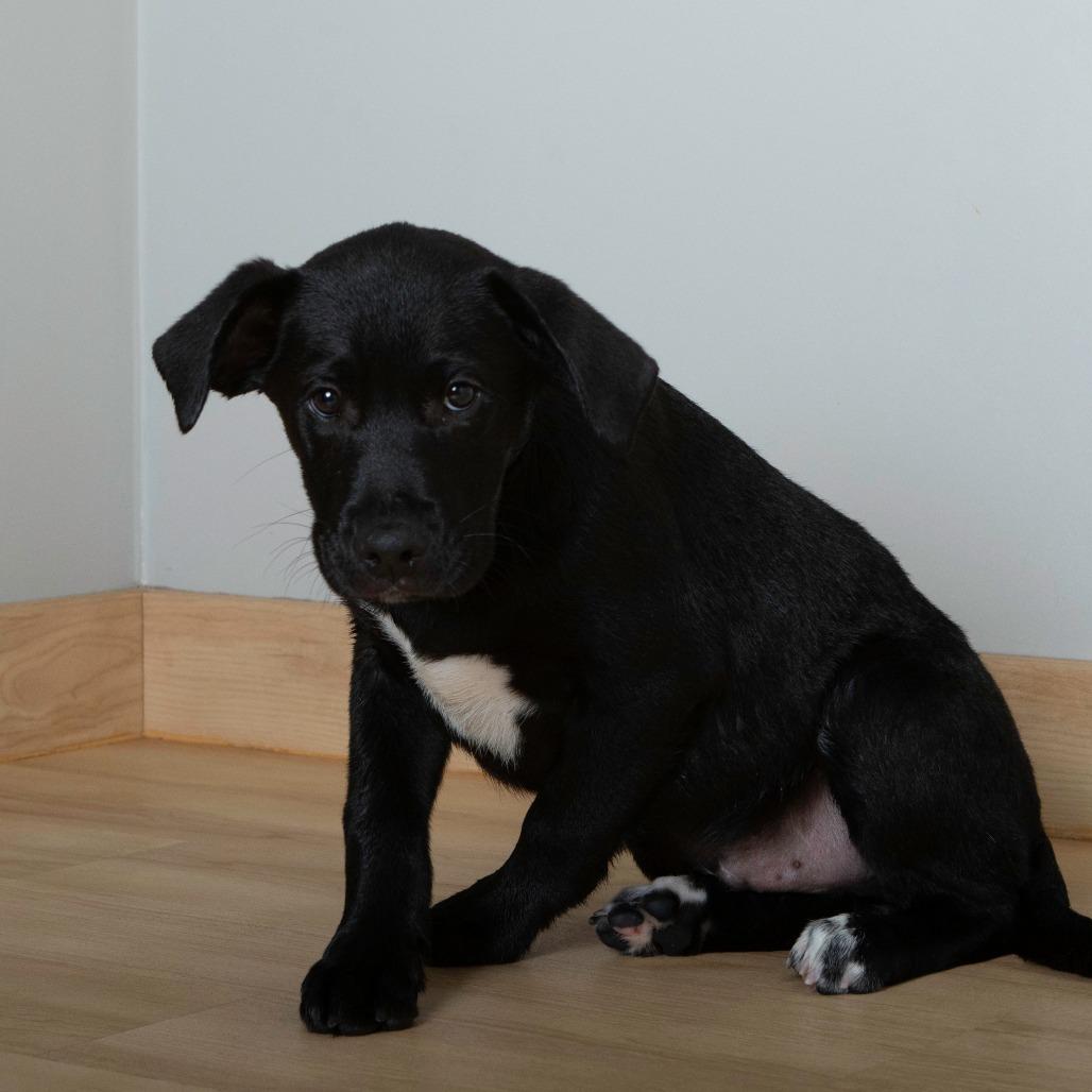 Willy D67240, a Adoptable mixed breed in Minnetonka, MN image 4/5