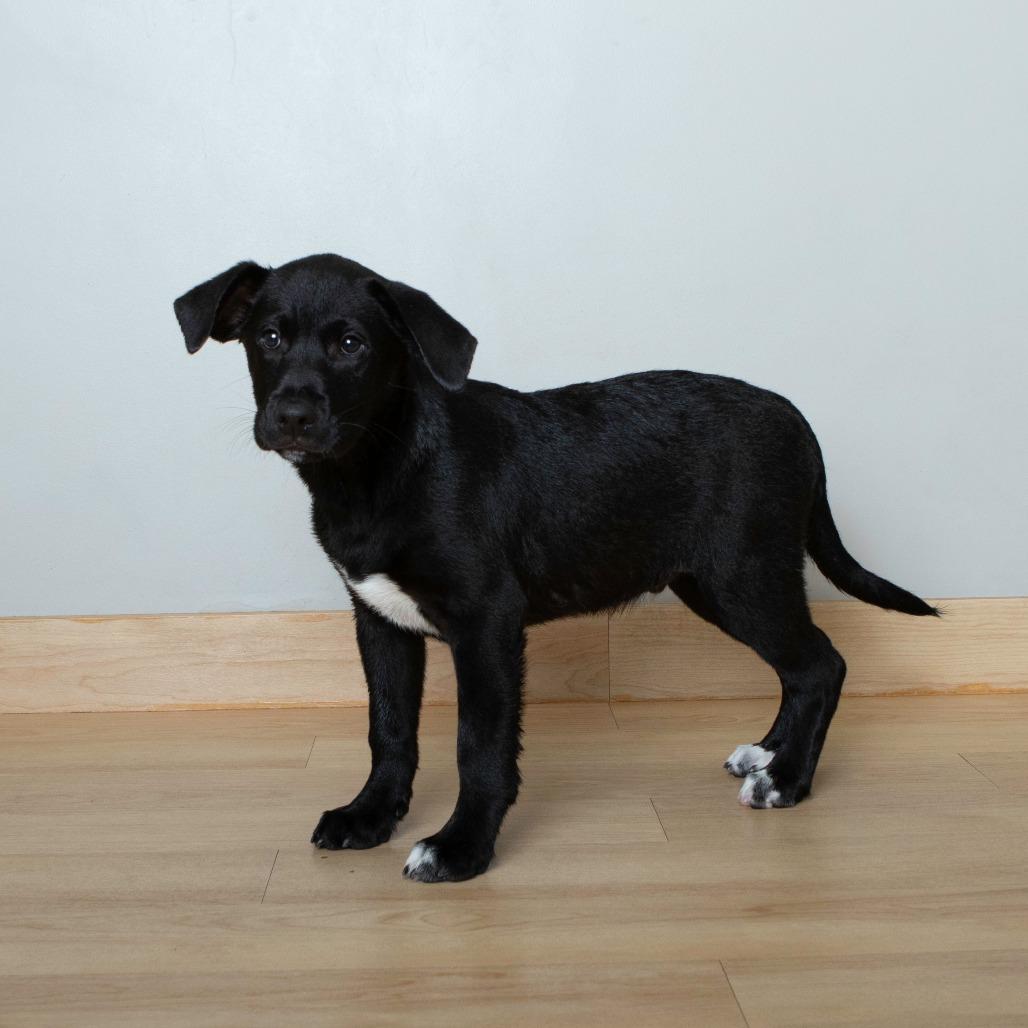 Willy D67240, a Adoptable mixed breed in Minnetonka, MN image 5/5