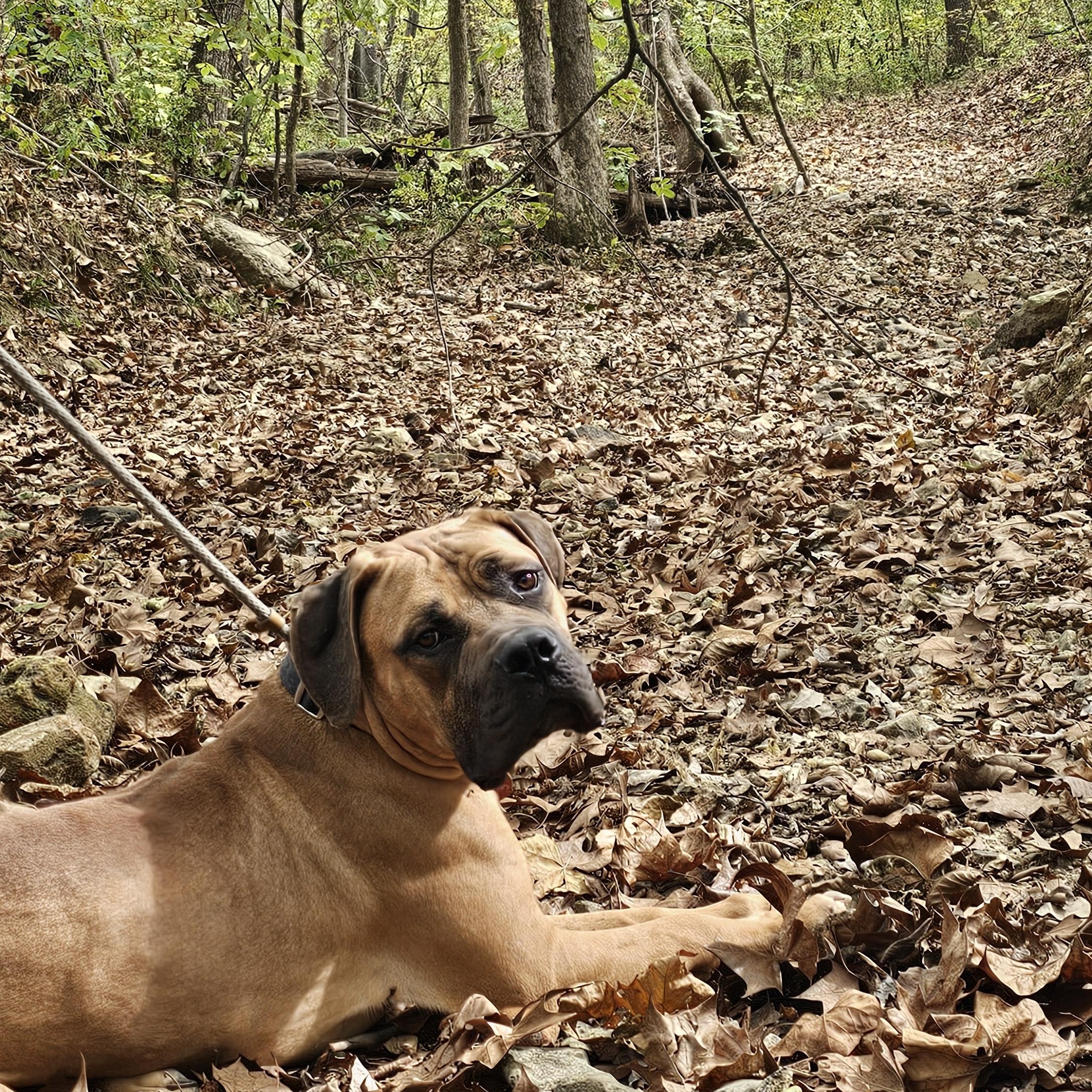 Sirloin, Adopted, Adult Male Mastiff.