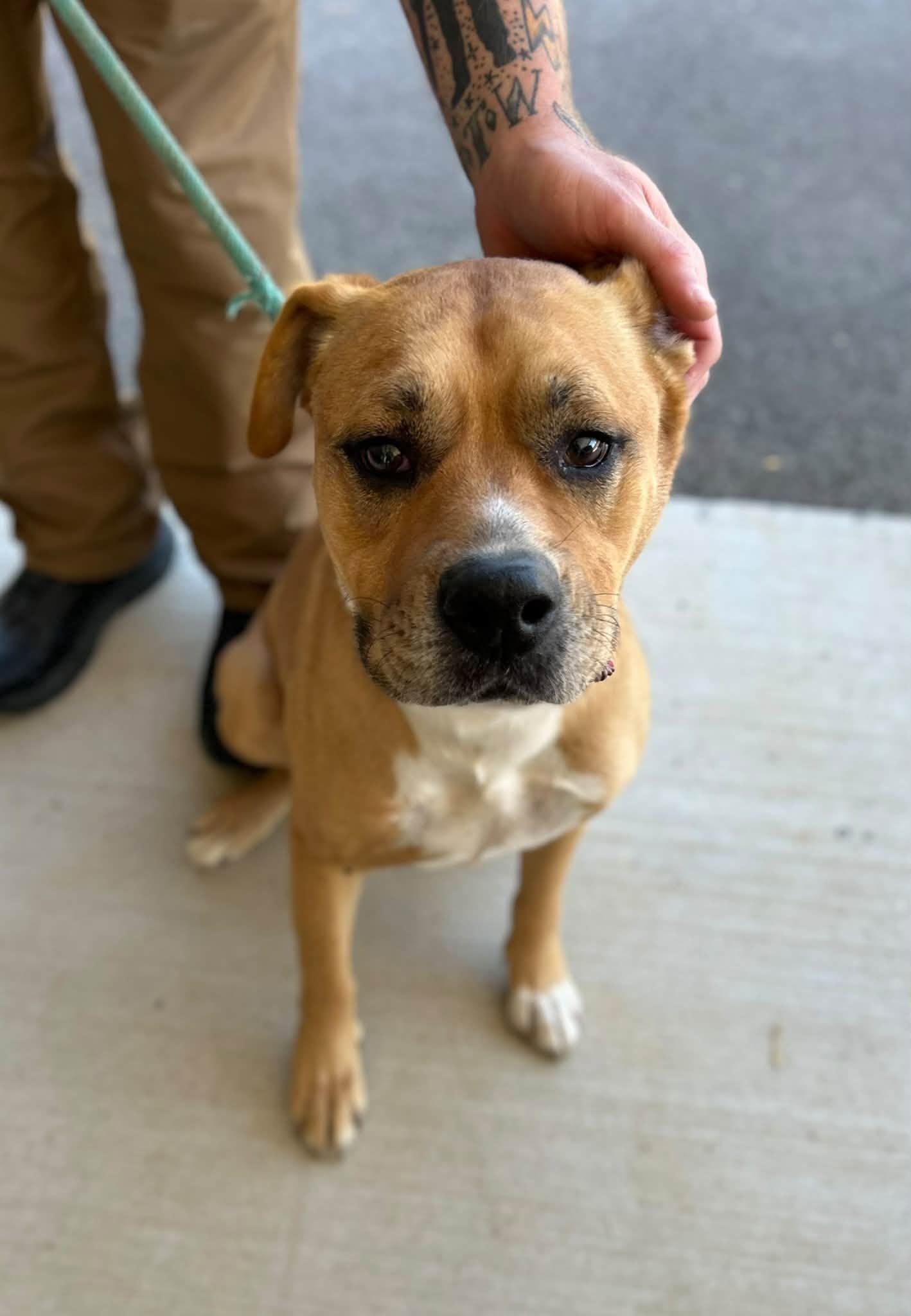 Enlarge Rut, a Adoptable mixed breed in Manchester, TN image 4/4