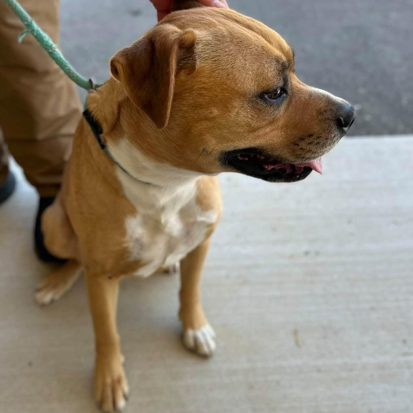 Enlarge Rut, a Adoptable mixed breed in Manchester, TN image 3/4