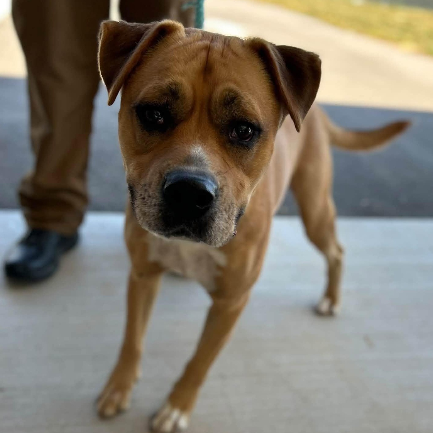Enlarge Rut, a Adoptable mixed breed in Manchester, TN image 1/4