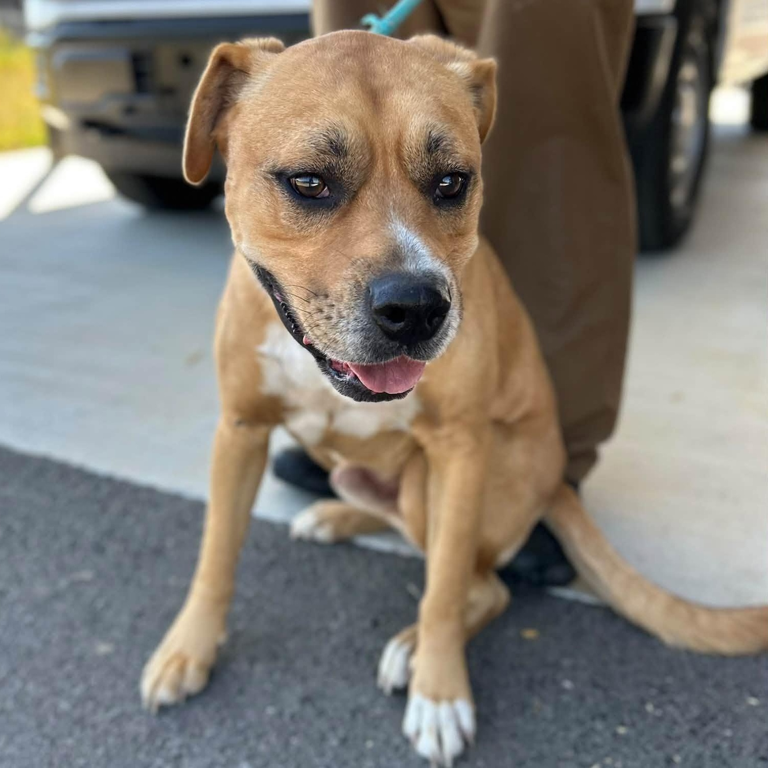 Enlarge Rut, a Adoptable mixed breed in Manchester, TN image 2/4