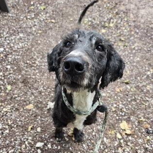 Jay, Adopted, Adult Male Standard Poodle.
