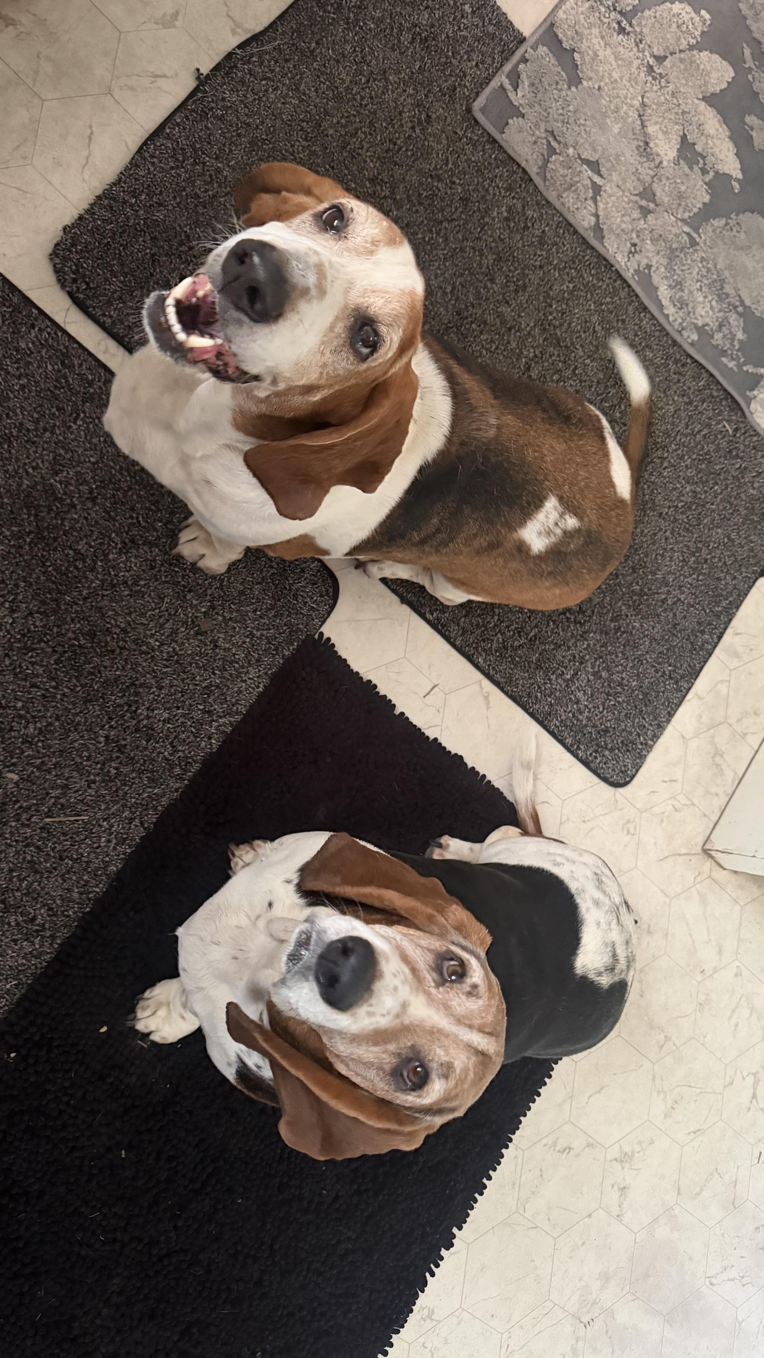Enlarge Duke & Daisy, a ADOPTABLE Basset Hound in Olathe, KS image 6/6