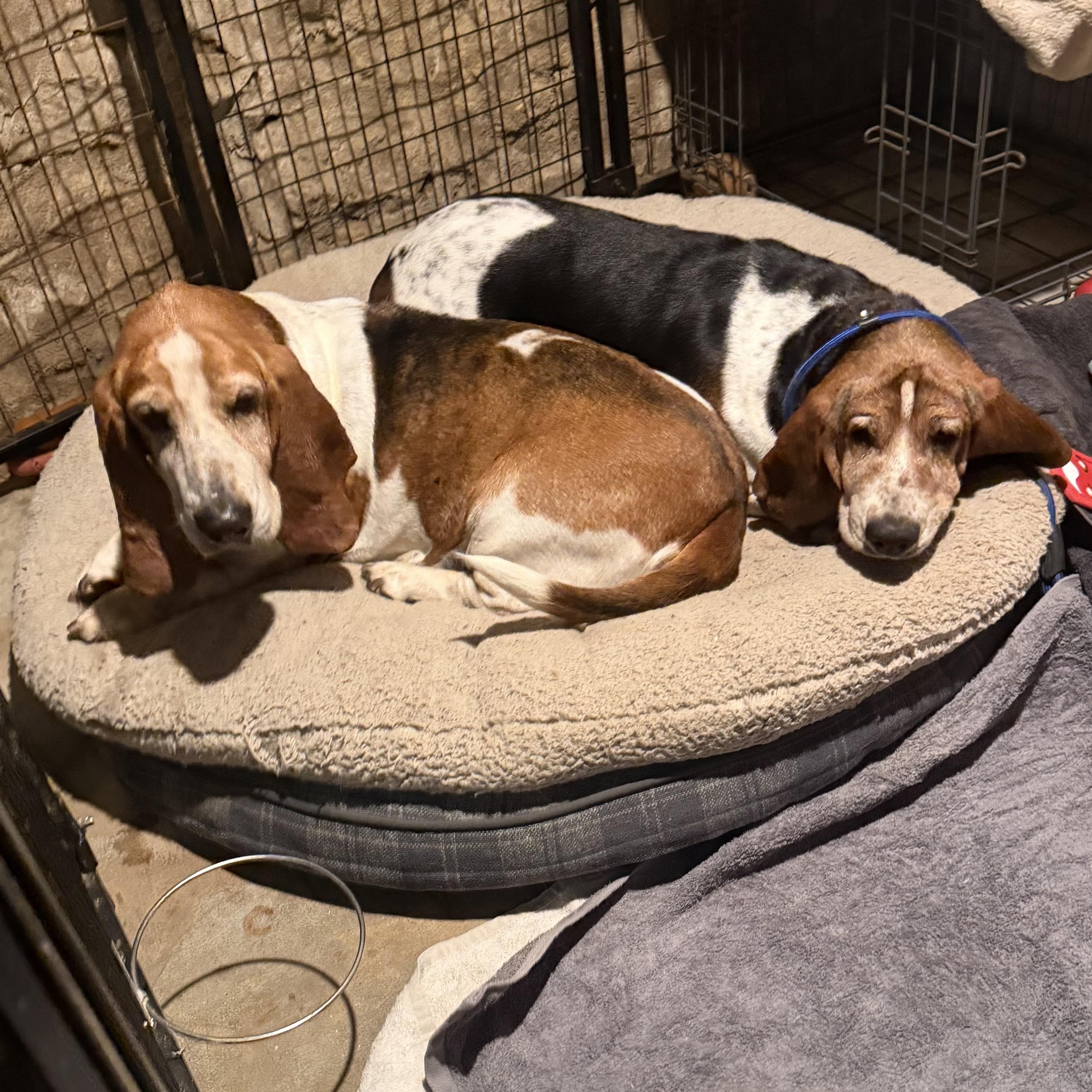 Enlarge Duke & Daisy, a ADOPTABLE Basset Hound in Olathe, KS image 2/6