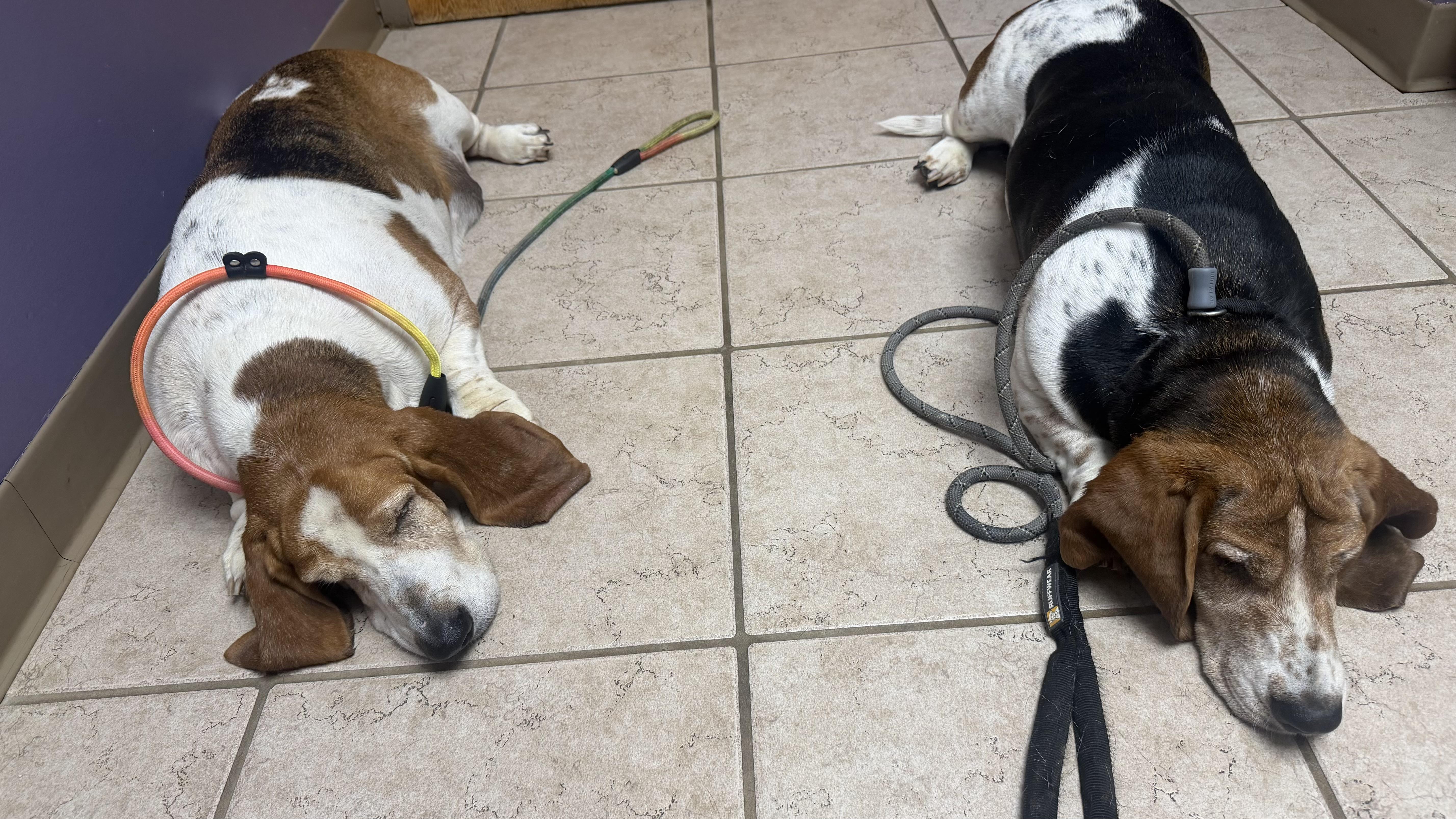 Enlarge Duke & Daisy, a ADOPTABLE Basset Hound in Olathe, KS image 3/6