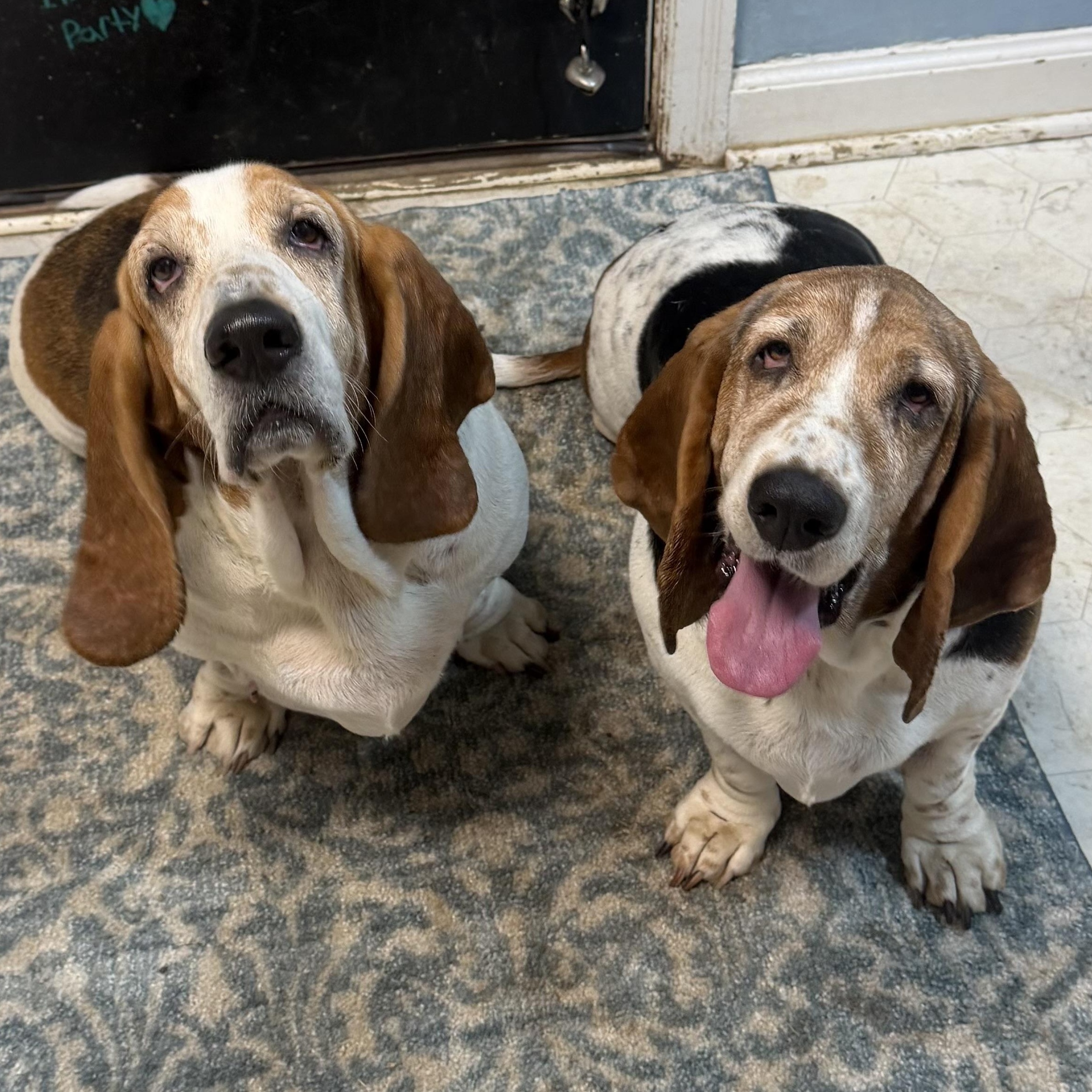 Enlarge Duke & Daisy, a ADOPTABLE Basset Hound in Olathe, KS image 1/6